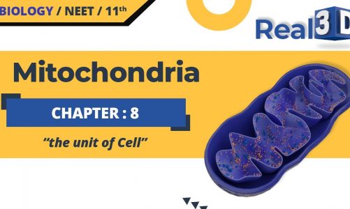 Mitochondria in 3D | Mitochondria Structure and Function | Class 11, NEET and Other Medical Exams