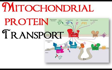 Mitochondrial protein transport