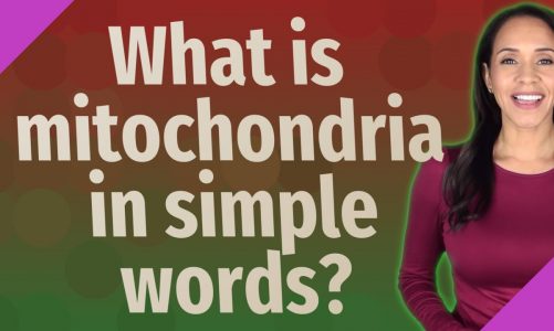 What is mitochondria in simple words?