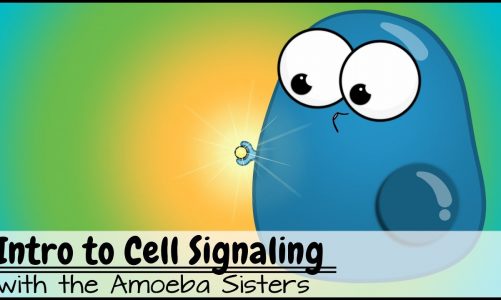 Intro to Cell Signaling