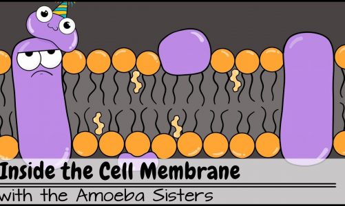 Inside the Cell Membrane