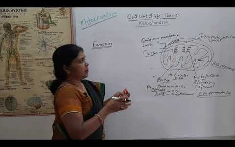 Cell Unit Of Life | Part 8| MITOCHONDRIA | "ATP Mill Of The Cell"| Class 11| NEET
