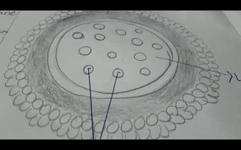 Diagram of Mitochondria # plastid # lysosome # plant cell # animal cell # by – Sai Sudeekshya Nayak