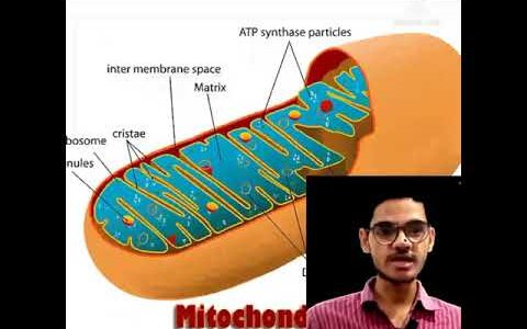 important biological investigation #Discovery the presence of mitochondria in the cell #neetbiology