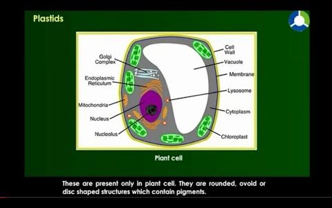 CELL BIOLOGY PART 3|Cell wall ,NUCLEUS,cell organells,GOLGIBODY, RIBOSOMES, MITOCHONDRIA ,PLASTID