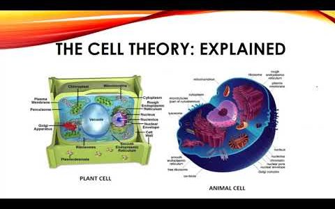 THE CELL THEORY | सेल थ्योरी | cell theory MJ Schleiden and Schwann | cell principle | cell doctrine