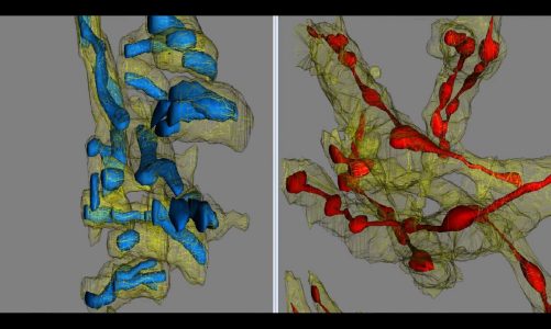 3D EM reconstruction of mitochondria in multiple neuropils in mouse hippocampi