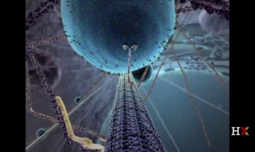Cell Biology: Mitochondria | HarvardX on edX