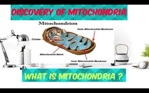 Mitochondria  , Discovery of Mitochondria , Composition of Mitochondria and function of Mitochondria
