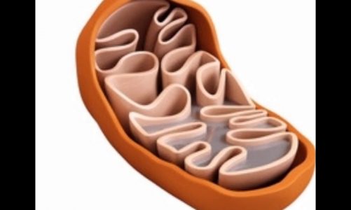 Mitochondria-one of the most important cell organelle