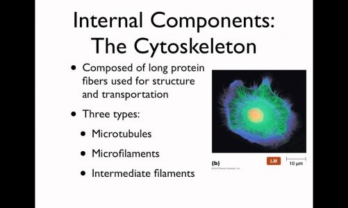 The eukaryotic cell and thermodynamics   with audio For Internet