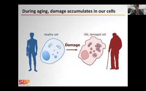 Sharp Minds: Cellular Recycling in Aging and Disease
