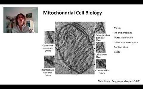 Mitochondrial Cell Biology 1