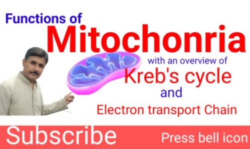 #Functions of #mitochondria #Cellularrespiration #Krebcycle # #Electrontransportchain