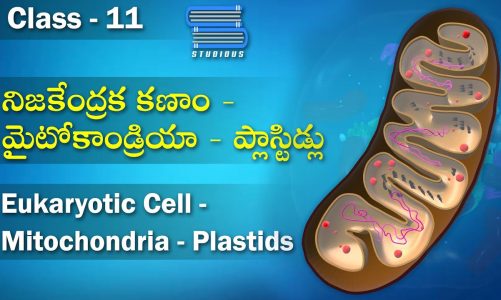 మైటోకాండ్రియా – ప్లాస్టిడ్లు | Mitochondria and Plastids | Biology Telugu | Bipc | Inter 1 Year
