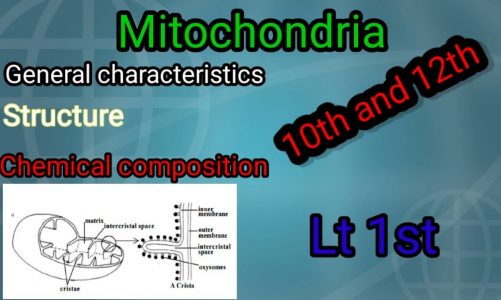 Lt – 1st. Mitochondria. General characteristics, Structure. Chemical composition. #Bsc1styear #bio