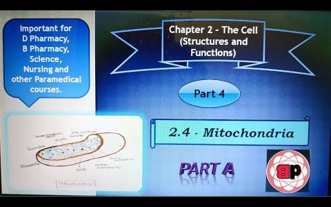 Chapter 2 The Cell (Structure and functions)  / 2.4 – Mitochondria (Part A)/ Part 4 / Marathi / HAP