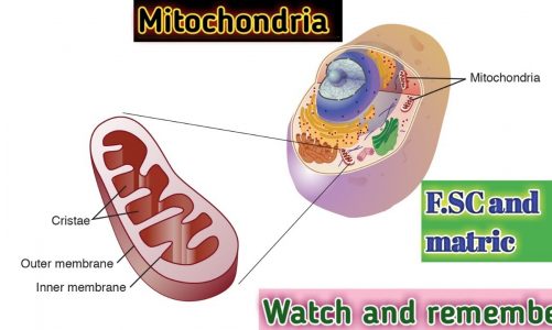 Mitochondria in Urdu easy explain || mitochondria class 9 and class 11.
