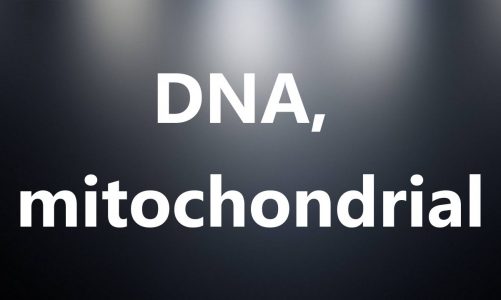 DNA, mitochondrial – Medical Definition and Pronunciation