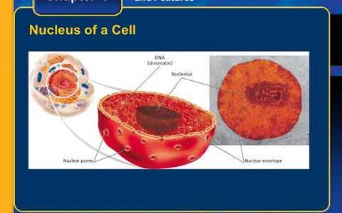 Lecture # 1: Introduction to Cell Biology
