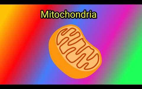 Easy Explaination of Mitochondria in Telugu for English sentence