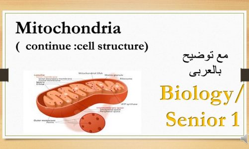 mitochondria  (cell structure ) 1st secondary  biology