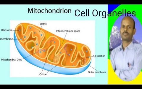 Cell organelle Bio  Lecture 7, Mitochondria
