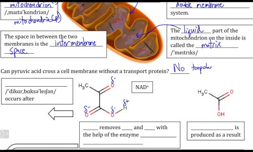 Cellular Respiration II, Video I – Pyruvic Acid Modification and the Mitochondrion