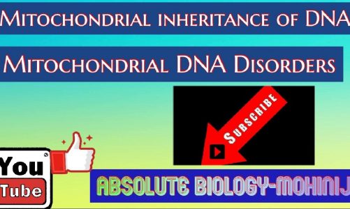 Mitochondrial DNA।Genetics of mitochondria। Mitochondrial inheritance of DNA। genetics।neet biology