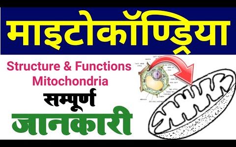 mitochondria | mitochondria structure and function in hindi | maitrokandriya ki sanrachna karya khoj