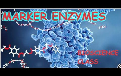 What are MARKER ENZYMES? / Lesson 02 Structures and Function of Biomolecules.