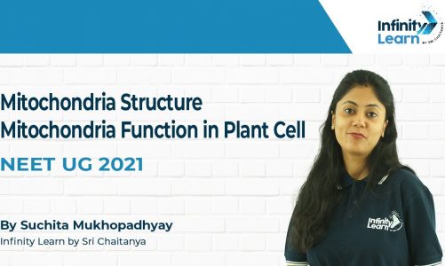 Mitochondria Structure | Mitochondria Function in Plant Cell | – Suchita By IL (Sri Chaitanya)