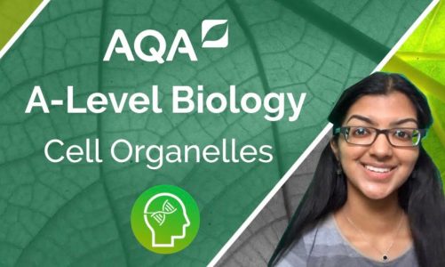 AQA A Level Biology: Cell Organelles