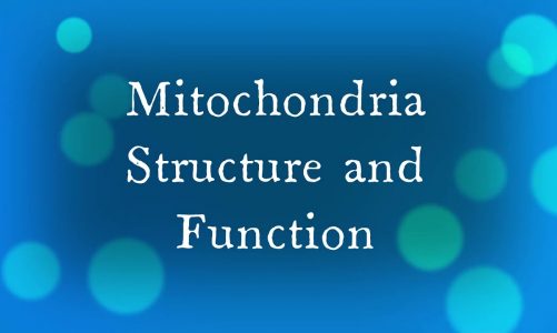 Mitochondria A Level Biology