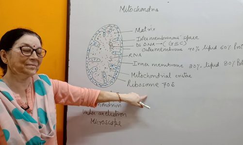 Mitochondria/Chapter8/Class 11 /Biology