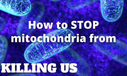 Mitochondria Beyond The Meme – Immortality Explained Part 4