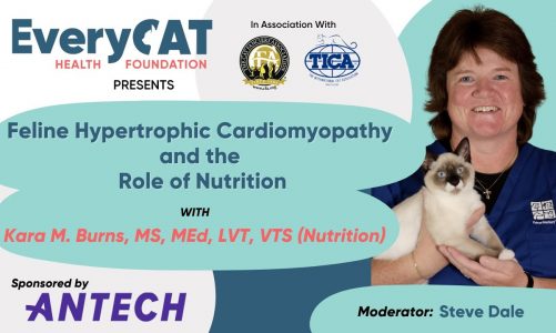 Feline Hypertrophic Cardiomyopathy and the Role of Nutrition
