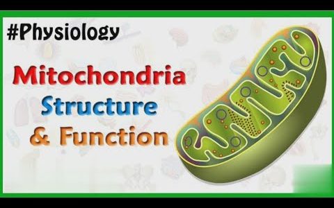 Mitochondria Structure and Function |Physiology