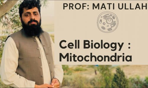 Mitochondria | Professor Mati Ullah | Cellular Respiration