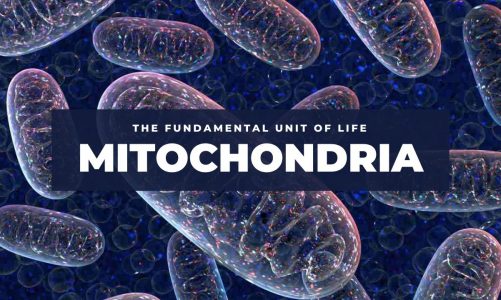 Mitochondria | The fundamental Unit Of Life | Class 9 | Chapter 5 | Science | CBSE | GSEB | NCERT