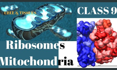 Ribosomes/Mitochondria/Cell Organelles/chap-4/CLASS 9/BIOLOGY