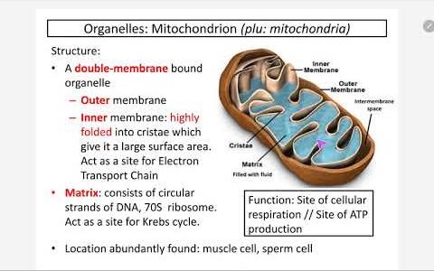 2.2 Organelle: mitochondria