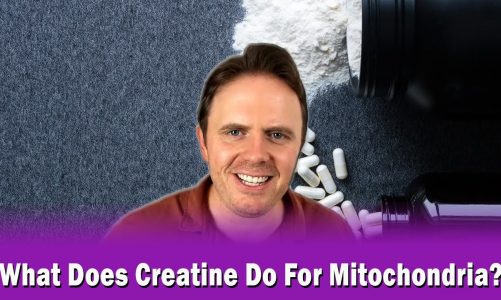 What Does Creatine Do For Mitochondria?