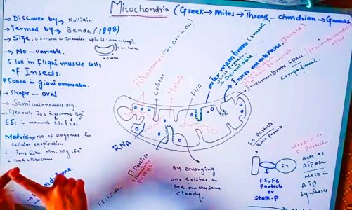 Functions of mitochondria in hindi/urdu | power house of cell | Mitochondria  in urdu/hindi/pashto