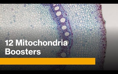 12 Mitochondria boosters for endurance, health and longevity
