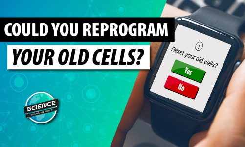 Can Old Cells be Young Again? | Yamanaka Factors & Cellular Reprogramming