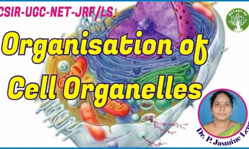 BOTANY 4U | CSIR-UGC-NET | P. JASMIN LENA | Organization of Organelles in Cells