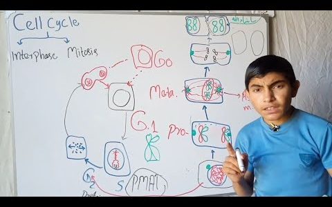 Cell cycle | cell & chromosome division_inter phase miotosis G1 G2 phase &9th o level biology ramzan