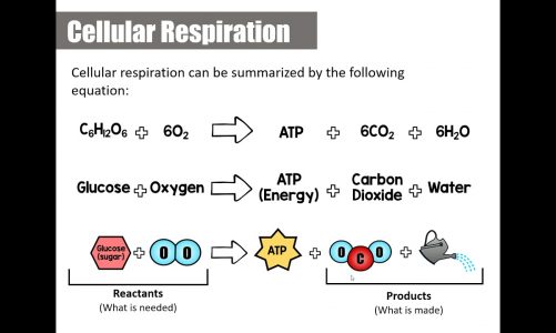 Biology Lesson: Cellular Respiration