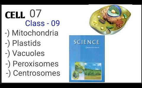 Cell || Class-09 || Part – 07 || Mitochondria, Plastids, Vacuoles, centrosome ||#ExtraGrowth